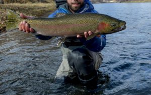 Huge steelhead caught in Salmon, Idaho
